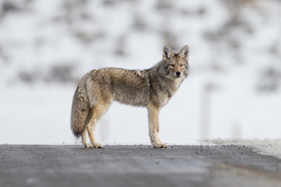 Yellowstone National Park