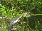 Big Cypress National Preserve