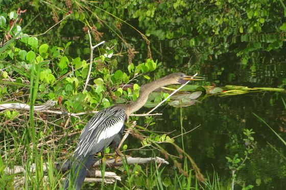 Big Cypress National Preserve