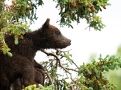 Katmai National Park & Preserve