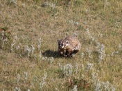 Yellowstone National Park 