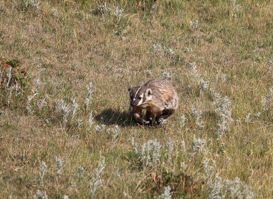 Yellowstone National Park 