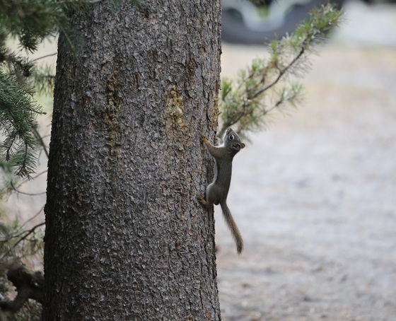 Yellowstone National Park 
