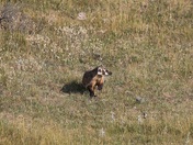 Yellowstone National Park 