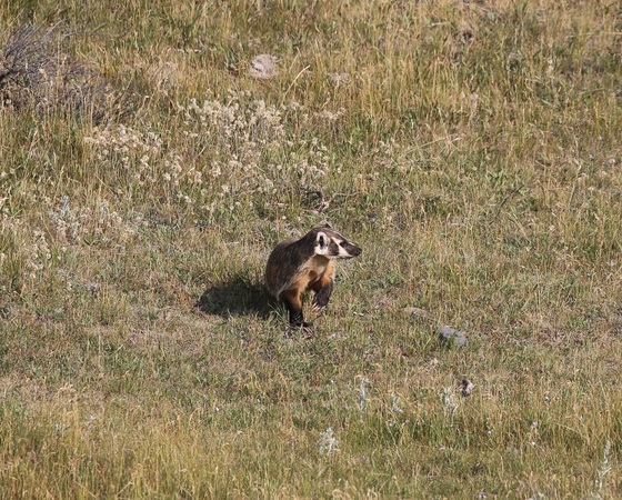 Yellowstone National Park 
