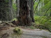 Redwood National Park