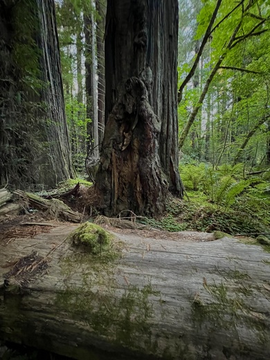 Redwood National Park