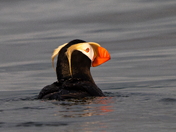 Kodiak National Wildlife Refuge