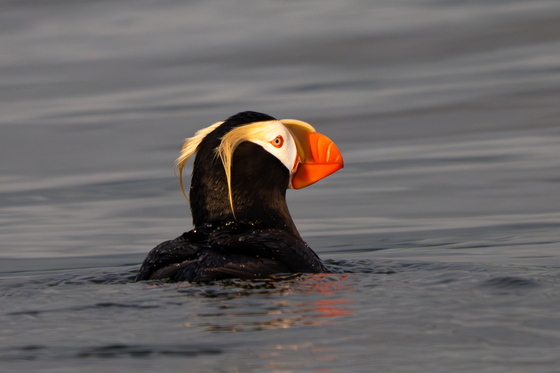 Kodiak National Wildlife Refuge