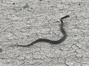 Badlands National Park 