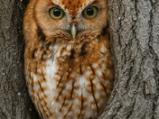 Morph screech owl