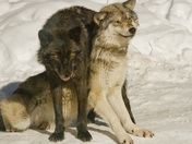 Wolves In Winter