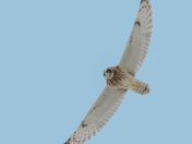Short-eared owl 2025