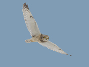 Short-eared owl 2025