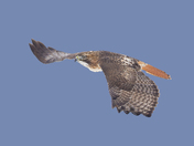 Juvenile Red-tailed hawk 2025