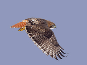 Juvenile Red-tailed hawk 2025