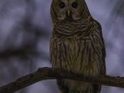 Barred Owl 2025
