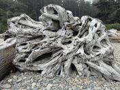 Olympic National Park, Coast. 