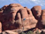 Arches National Park 