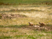 Devils Tower National Monument 