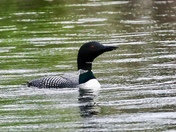 Voyageurs National Park