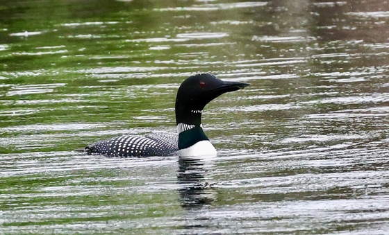 Voyageurs National Park