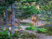 Olympic National Park