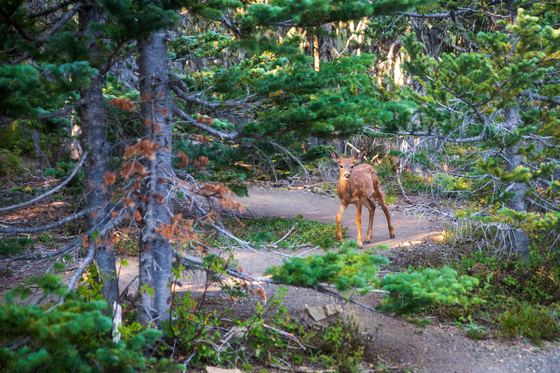 Olympic National Park