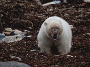 Feisty polar bear cub