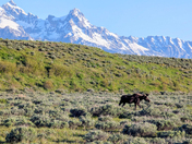 Grand Teton National Park