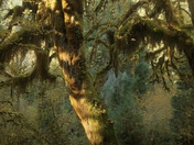 Olympic National Park