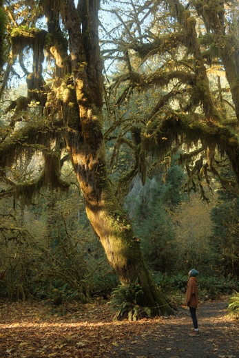 Olympic National Park