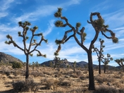 Joshua Tree National Park