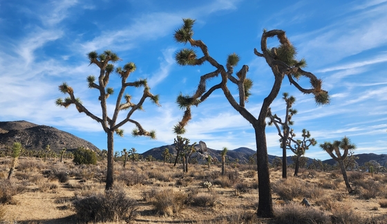 Joshua Tree National Park