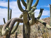 Saguaro National Park