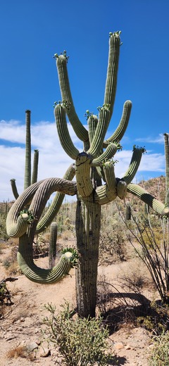 Saguaro National Park