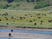 Yellowstone National Park