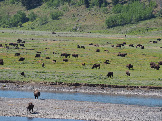 Yellowstone National Park