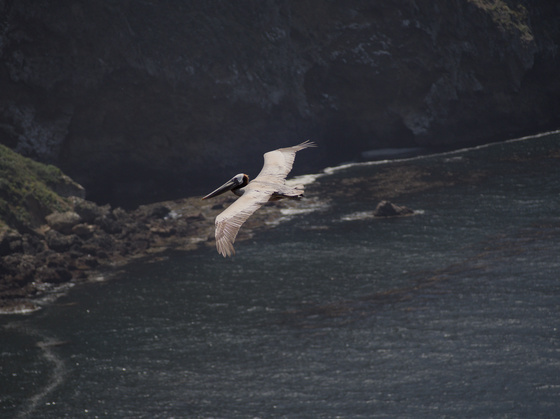 Channel Islands National Park