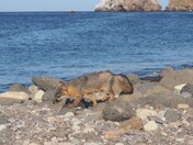 Channel Islands National Park