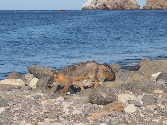 Channel Islands National Park