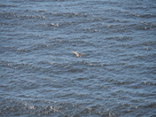 Channel Islands National Park