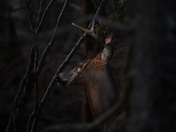 Acadia National Park