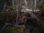 Acadia National Park