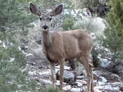 Shasta-Trinity National Forest