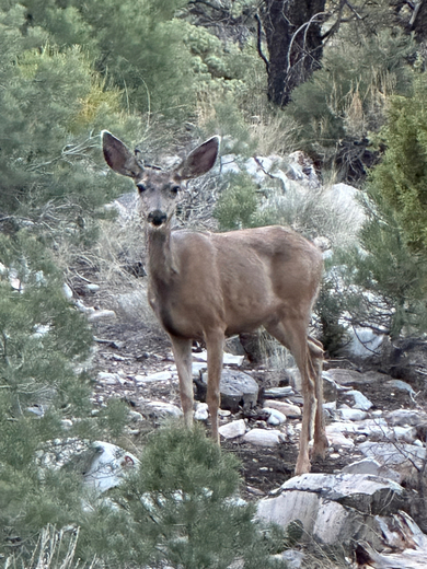 Shasta-Trinity National Forest