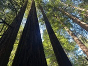 Muir Woods National Monument