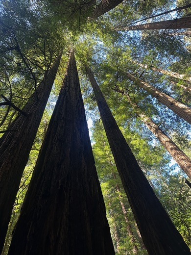 Muir Woods National Monument