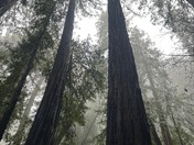 Muir Woods National Monument