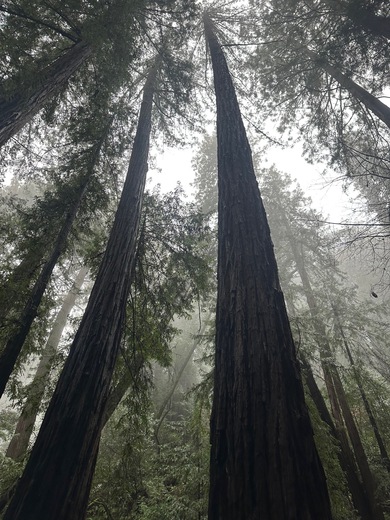Muir Woods National Monument